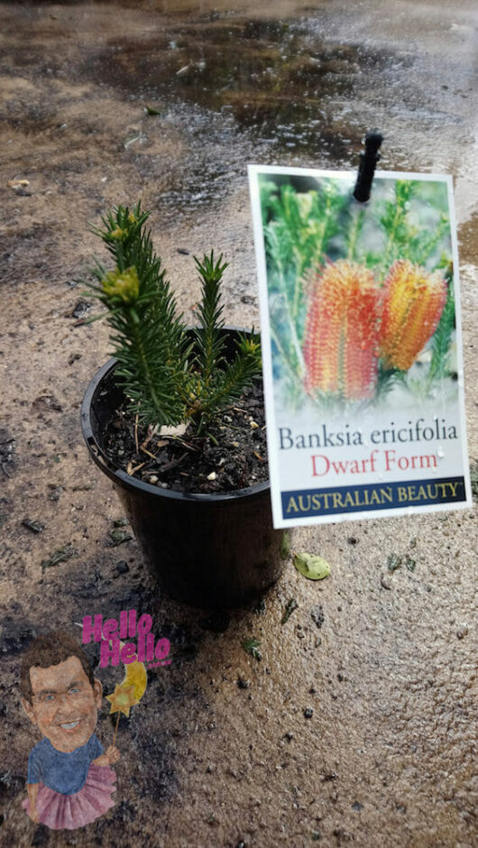 Heath-Leaved Banksia 6" Pot