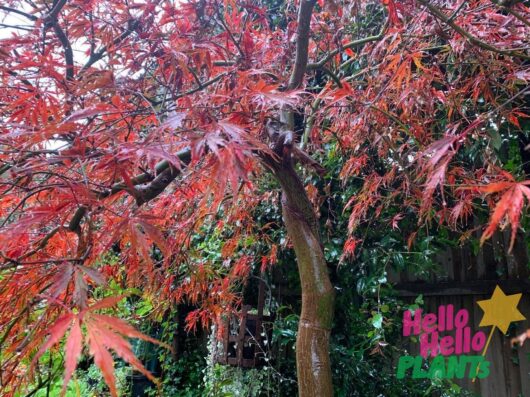 Acer 'Inaba Shidare' Japanese Maple 12" Pot (Bent Stems)