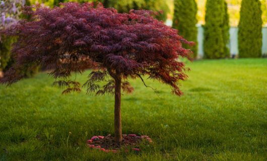 Acer 'Inaba Shidare' Japanese Maple