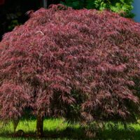 An Acer 'Inaba Shidare' Japanese Maple with dense, reddish-purple foliage stands in a sunlit garden.