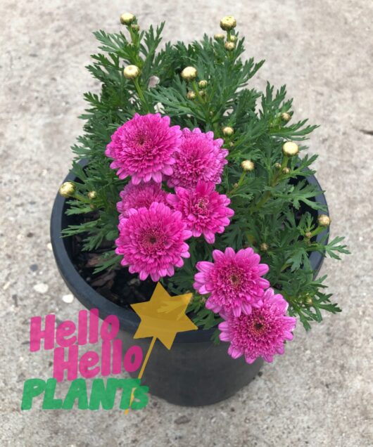 Argyranthemum 'Double Pink' Marguerite Daisy 6" Pot