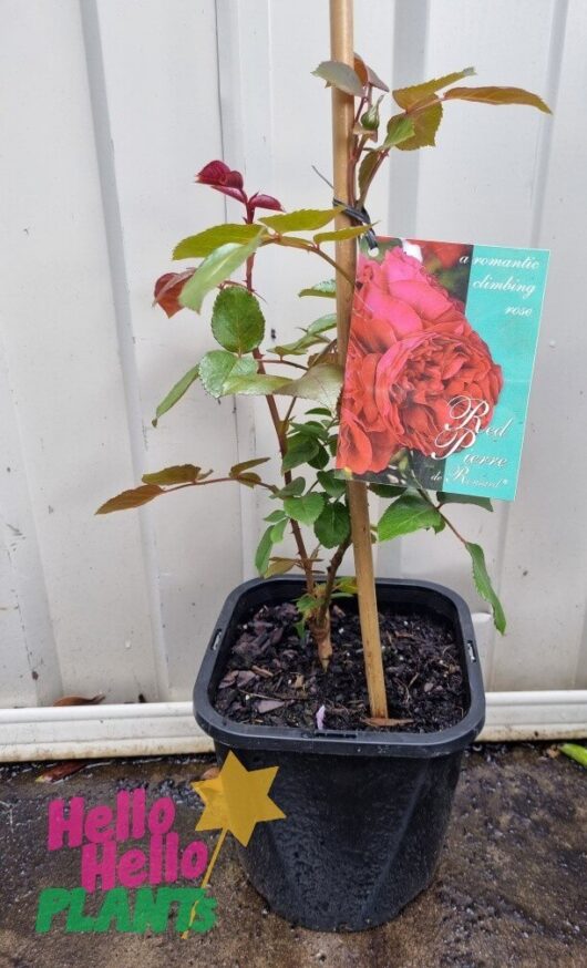 Rose 'Pierre de Ronsard' Red Climber