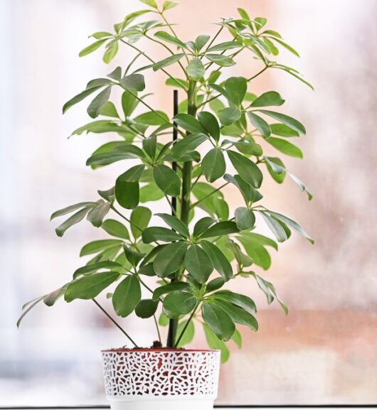 schefflera amate umbrella tree