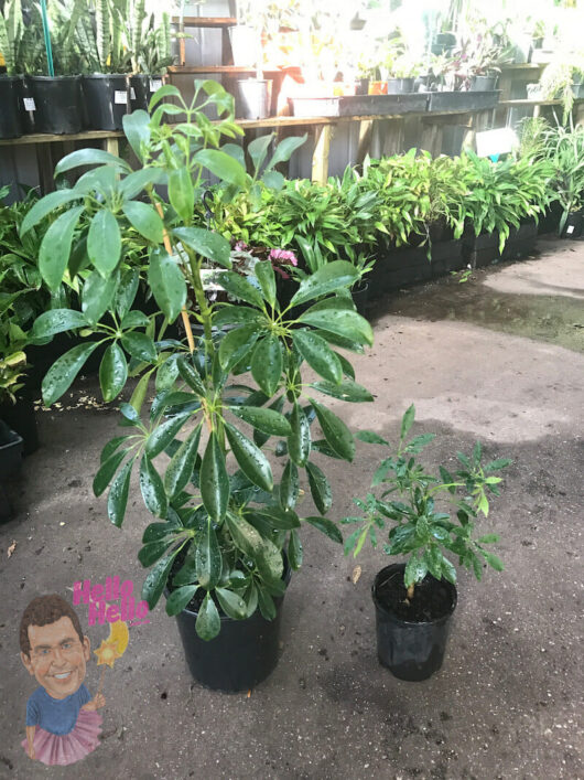 Two potted plants of different sizes on a concrete floor in a greenhouse environment, including a Schefflera amate 'Umbrella Plant'.