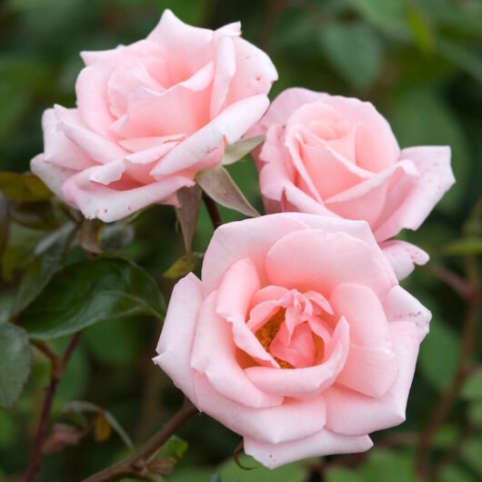 Three pink Rose 'High Hopes' Climbers with soft petals, set against a green leafy background.