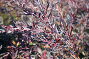 A close-up of purple-tinged Leptospermum 'Starry Night' Tea Tree leaves on slender branches in a 10" pot.