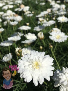 Marguerite Daisy