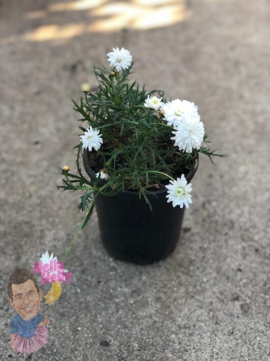 Marguerite Daisy Double White 6" Pot @ Hello Hello Plants