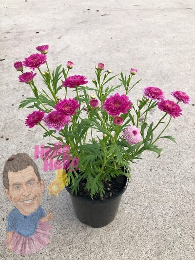 Marguerite daisy PINK 6"pot In Store @ Hello Hello Plants