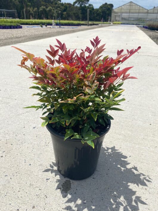 Nandina 'Obsession™' 8" Pot