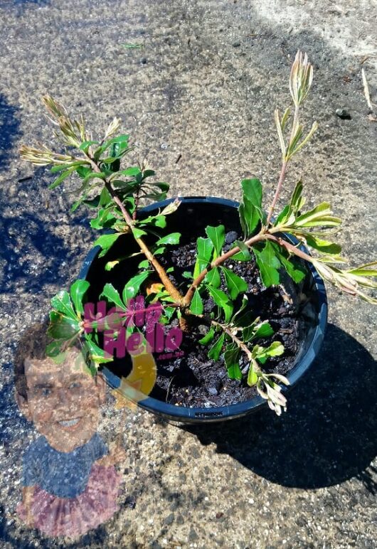 Rollercoaster Banksia 10inch pot