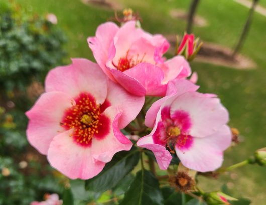 Rosa floribunda Bright as a Button. Three multicoloured pink roses growing together in garden bed