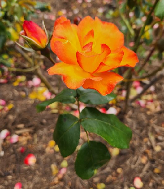 A single Rose 'Playboy' Bush Form in a garden. multicoloured orange and yellow rose in bloom with buds Rosa floribunda Playboy Rose