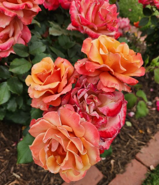 A bunch of orange, pink and red flowers growing together in a garden bed Rosa floribunda Tuscan Sun Multicoloured Rose