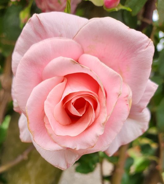 Rosa hybrid tea High Hopes climbing rose soft pink