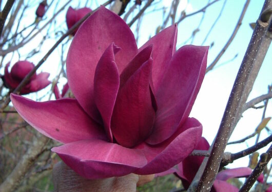 Close-up of a blooming pink Magnolia 'Cleopatra™' 12" Pot flower.