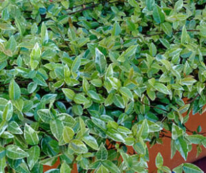 Lush green Trachelospermum 'Shooting Star™' Jasmine shrubbery with variegated leaves growing in a 6" orange planter, viewed from above.