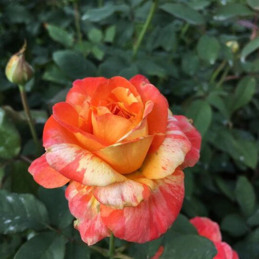 The Rose 'Tropical Sunset' 2ft Standard is in full bloom, displaying vibrant orange and yellow hues reminiscent of a tropical sunset. It is surrounded by lush green leaves with a budding rose visible in the background, all elegantly perched atop its graceful 2ft standard.