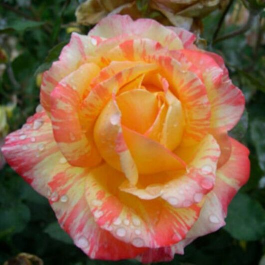 Close-up of a 'Tropical Sunset' rose with yellow, pink, and orange petals, capturing the vivid beauty of a 2ft Standard bloom adorned with water droplets.