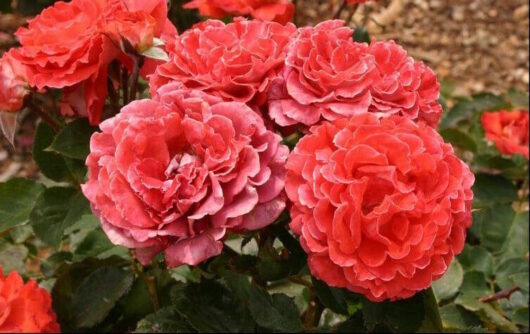 A cluster of vibrant red Rose 'Victoriana' Bush Form in full bloom.