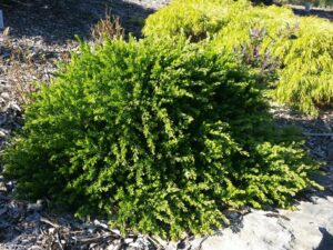 Lush green shrubbery in a landscaped garden with mulch and other plants in the background.