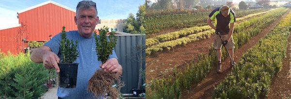 A man holding a plant with roots next to him and another man working in a herb field.