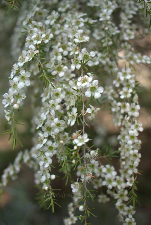 Branch of Leptospermum 'Cardwell' Tea Tree 10" Pot flowers hanging with delicate blooms against a blurred nature background.