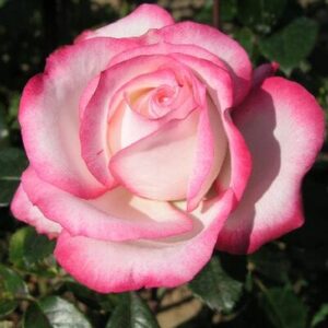 A close-up of a pink-edged white Rose 'La Minuette' Bush Form in bloom.