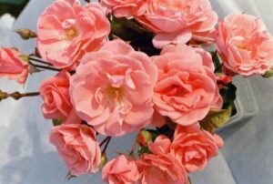 A cluster of blooming pink roses from the Rose 'Dearest' Climber variety, with visible petals and leaves.
