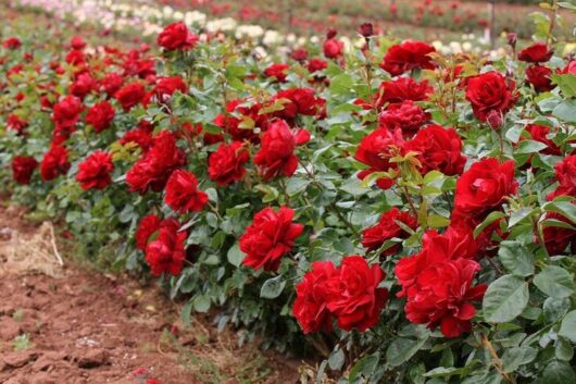 A vibrant row of blooming red Rose 'Gallipoli' 2ft Standard roses in a garden.