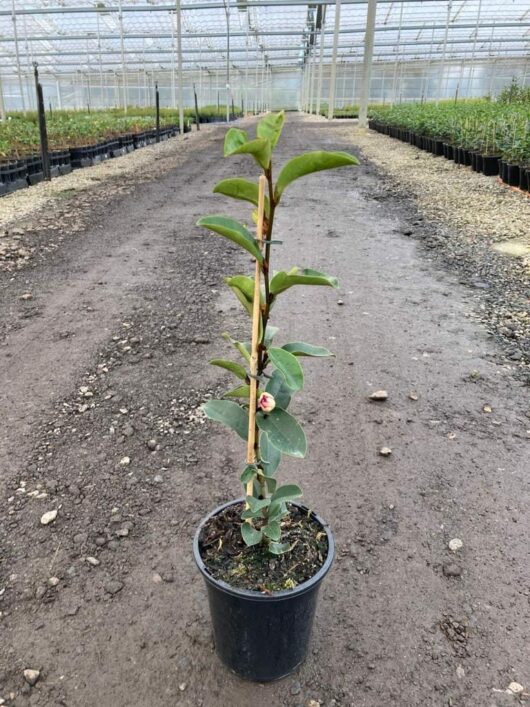 Magnolia 'Princess Cleopatra' PBR 7" Pot