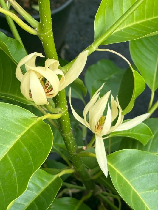 Michelia alba 'White Jade Orchid Tree' 10" Pot