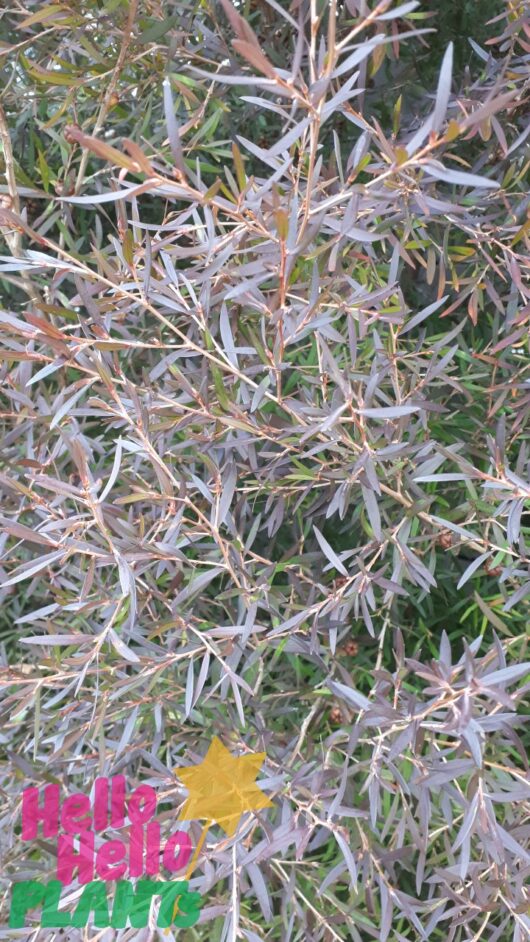Leptospermum 'Copper Glow' Tea Tree 10" Pot