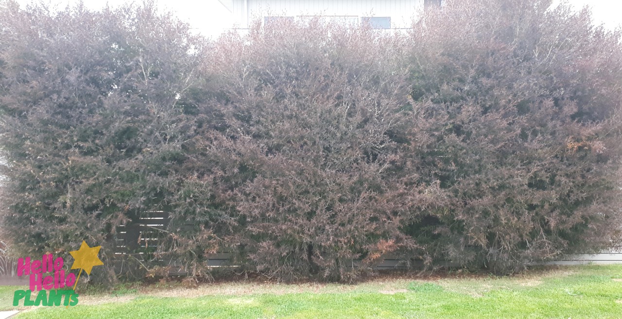 Leptospermum 'Copper Glow' Tea Tree - Hello Hello Plants