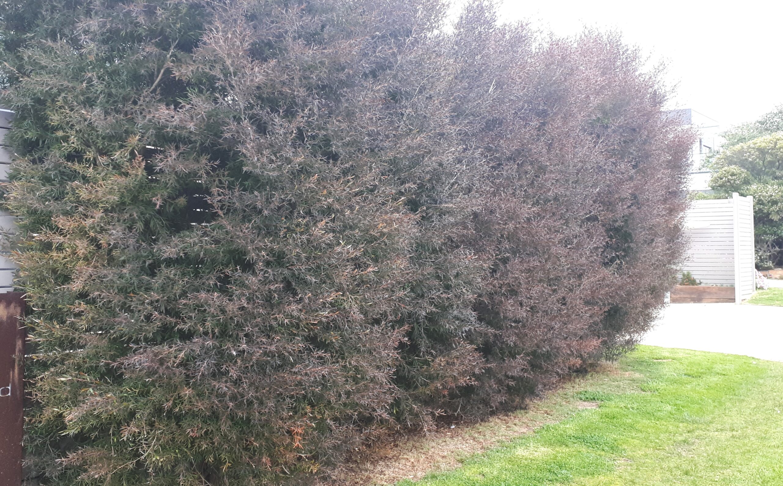 Leptospermum 'Copper Glow' Tea Tree - Hello Hello Plants