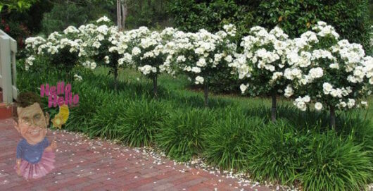 Standard Iceberg Roses