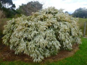 A large, sprawling Leptospermum 'Cardwell' Tea Tree 10" Pot with dense clusters of white flowers, set against a background of green fields and a cloudy sky.