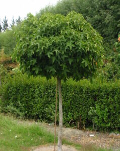 A well-trimmed, round canopy perennial hibiscus tree standing in front of a hedge.