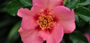 A close-up of a pink Rose 'Eye Shadow' Ground Cover with yellow stamens, surrounded by green leaves.