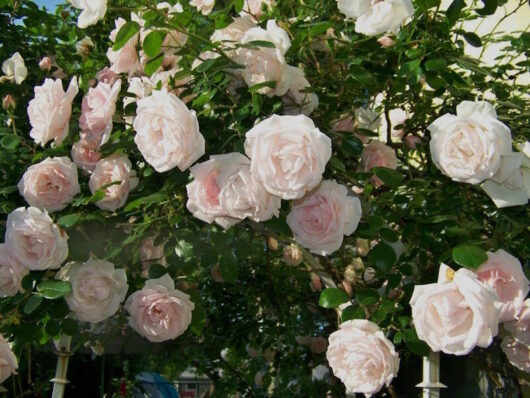 A bush of blooming pale pink Rose 'New Dawn' Climbers with green foliage.