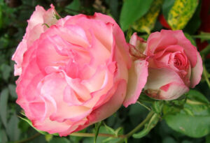 Rose 'Strawberry Ice' 2ft Standard in bloom against a green foliage background.