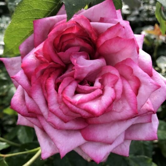 A close-up of a Rose 'Wedding Bells' Bush Form with layers of petals.