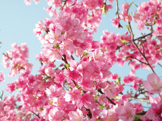 Blooming teeny tiny weeping cherry blossoms against a clear blue sky.