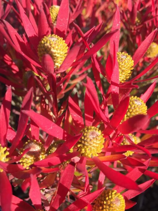 Leucadendron Cheeky