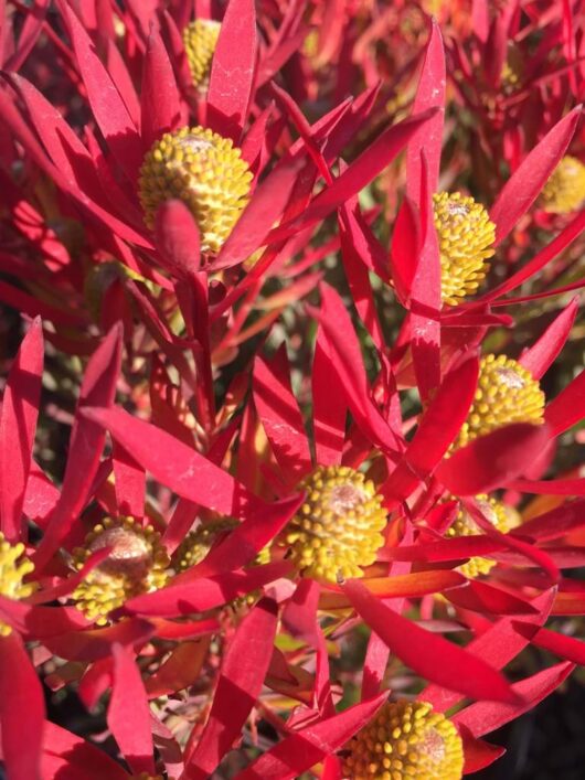 Leucadendron Cheeky