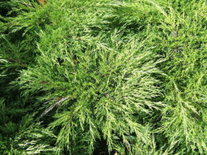 Juniperus Sabina