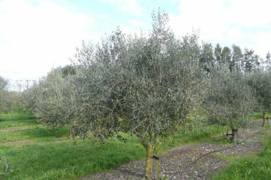 Olea 'Paragon' Olive Trees growing in an orchard.