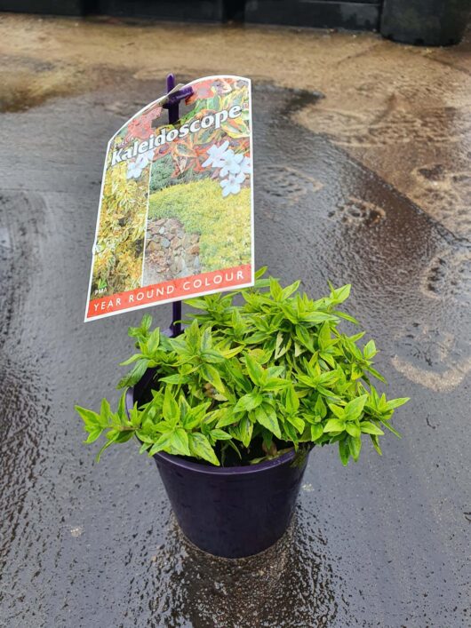 A potted Abelia 'Kaleidoscope' (Glossy Abelia) 6" Pot with vibrant green leaves and a "kaleidoscope year-round colour" tag, placed on a wet surface.