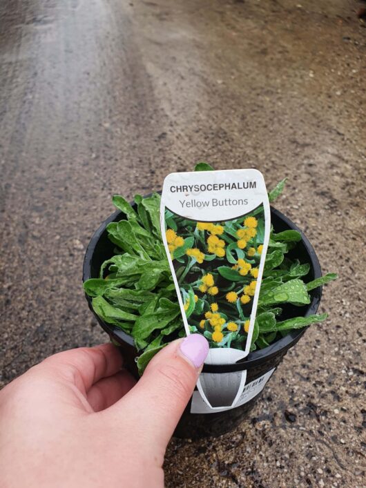 A hand holding a plant label in front of a Chrysocephalum 'Yellow Buttons' 6" Pot containing chrysocephalum apiculatum, also known as yellow buttons, on a wet road.