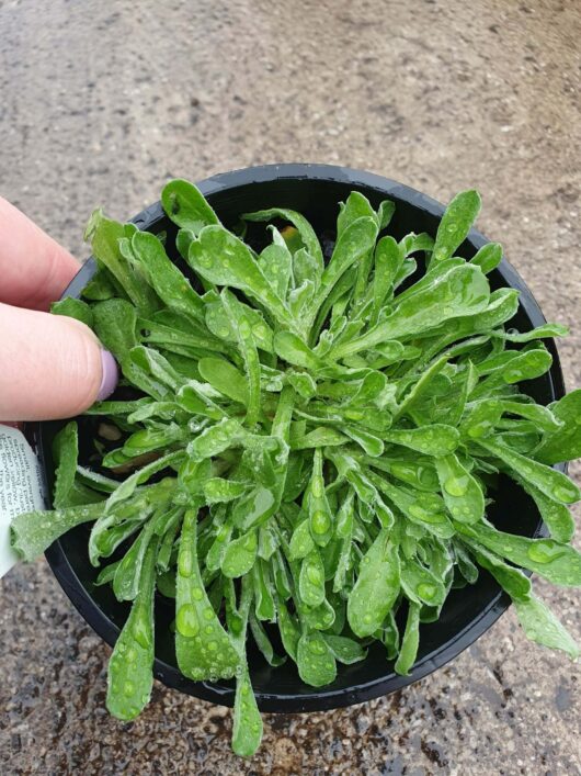 A hand holding a small black Chrysocephalum 'Yellow Buttons' 6" pot containing a lush, dewy green rosette succulent plant on a concrete surface.